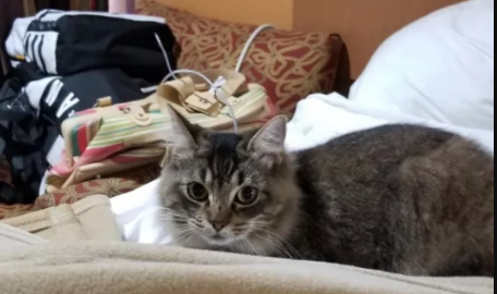 Lost Cat Southern Pines